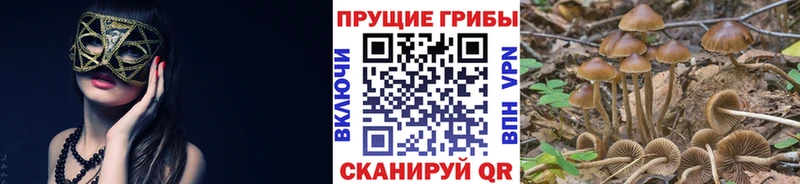 Псилоцибиновые грибы Magic Shrooms blacksprut ссылки Питкяранта